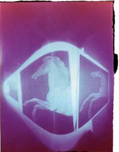 horses pinhole photograph RA4 Process contact print