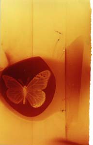 butterfly pinhole photograph RA4 Process