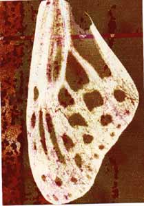 photograph composed of layered imagery in enlarger including butterfly wing