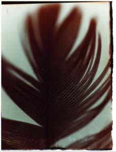 photogram of feather