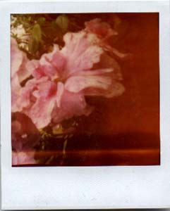 pinhole polaroid of blossom