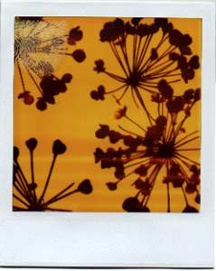 polaroid photogram of pods