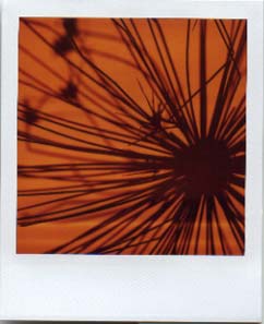 polaroid photogram of seed head